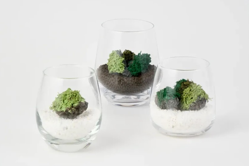 テラリウム例